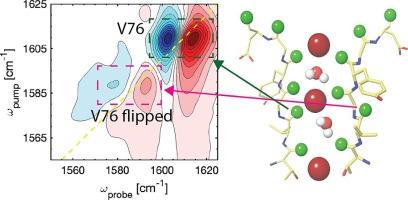 Do selectivity filter carbonyls in K+ channels flip away from the pore? Two-dimensional infrared spectroscopy study