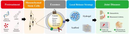 Mesenchymal stem cell–derived extracellular vesicles in joint diseases: Therapeutic effects and underlying mechanisms