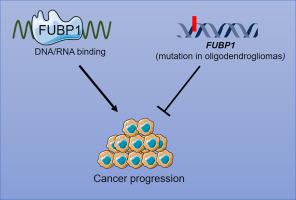 FUBP1 in human cancer: Characteristics, functions, and potential applications