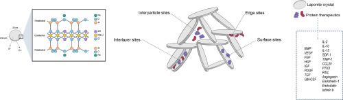 Laponite nanoclays for the sustained delivery of therapeutic proteins