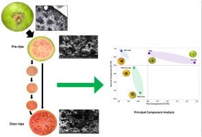 A statistical approach to study anatomical changes of pink guava cultivar (Psidium guajava L. cv Arka Kiran) during its ripening at the room temperature storage