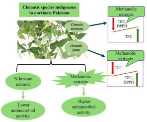 Antimicrobial, phytochemical, and antioxidant characterization of the leaf extracts of Clematis montana and Clematis grata