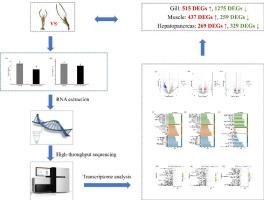 Transcriptomics-based analysis of Macrobrachium rosenbergii growth retardation