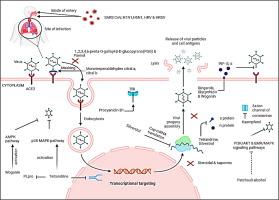 Phytochemicals in antiviral drug development against human respiratory viruses