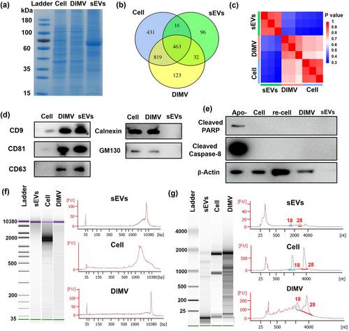 Cell dehydration enables massive production of engineered membrane vesicles with therapeutic functions