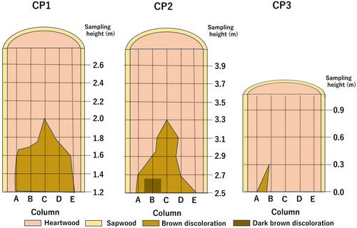 Quantitative analyses of distribution of the heart rot fungus Serpula himantioides in living Chamaecyparis pisifera using real-time polymerase chain reaction