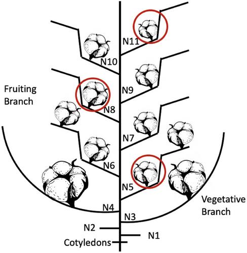 In situ impacts of late-season low temperatures on cotton (Gossypium hirsutum) fiber quality and yield on the Texas High Plains