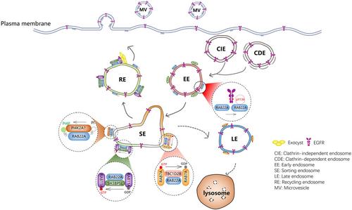 RAB22A sorts epithelial growth factor receptor (EGFR) from early endosomes to recycling endosomes for microvesicles release