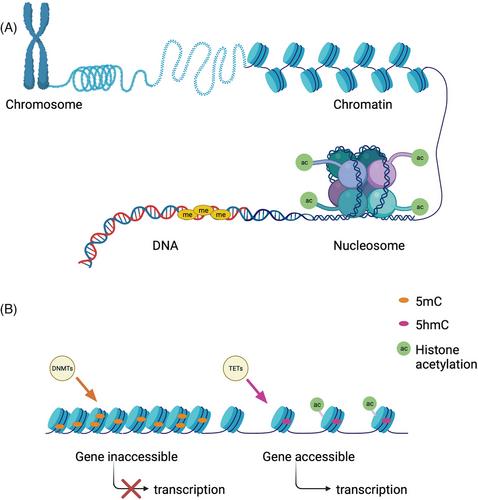 Epigenetic markers of tooth eruption – DNA methylation and histone acetylation