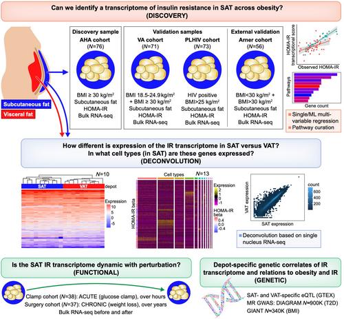 The subcutaneous adipose transcriptome identifies a molecular signature of insulin resistance shared with visceral adipose