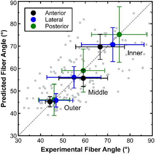 Three-dimensional fiber patterning in the annulus fibrosus can be derived from vertebral endplate topography