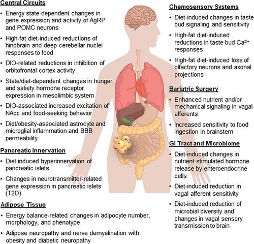 Obesity- and diet-induced plasticity in systems that control eating and energy balance