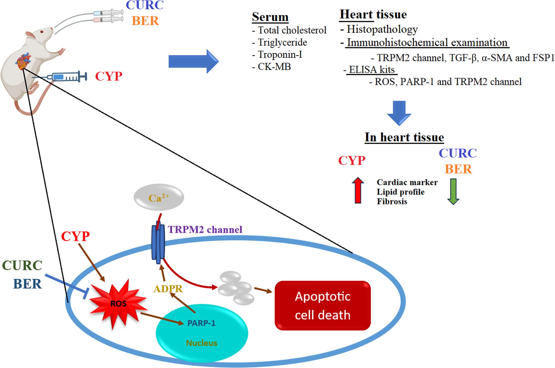 The effects of berberine and curcumin on cardiac, lipid profile and fibrosis markers in cyclophosphamide-induced cardiac damage: The role of the TRPM2 channel