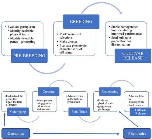 Characterizing Dry Pea (Pisum sativum L.) for Improved Nutritional Traits and the Potential for Biofortification