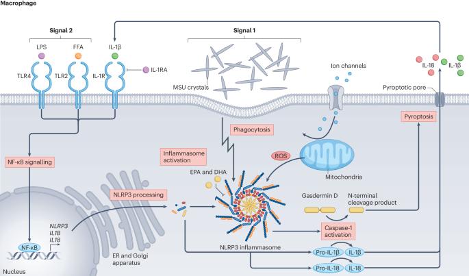 The pathogenesis of gout: molecular insights from genetic, epigenomic and transcriptomic studies