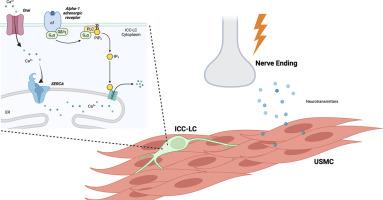 Interstitial cell of Cajal-like cells (ICC-LC) exhibit dynamic spontaneous activity but are not functionally innervated in mouse urethra