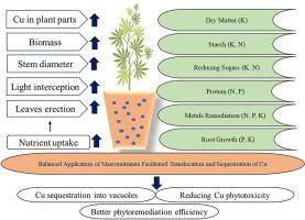 Macronutrients dynamics in copper-contaminated soils: Implications for hemp growth and its phytoremediation potential