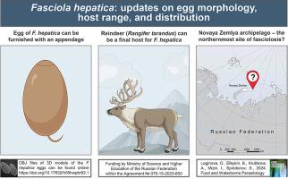 Fasciola hepatica: Updates on egg morphology, host range, and distribution