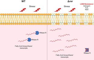 RNase R Affects the Level of Fatty Acid Biosynthesis Transcripts Leading to Changes in membrane Fluidity