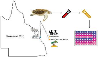 Species-specific bioassays reveal spatial variation in chemical contamination of green sea turtles