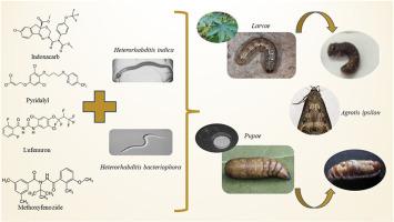 The combined effect of sublethal concentrations of insecticides and local entomopathogenic nematode isolates on larval and pupal stages of Agrotis ipsilon (Hufnagel) (Lepidoptera: Noctuidae)