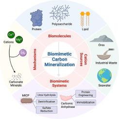 Biomimetic mineralization for carbon capture and sequestration