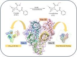 Biophysical studies of human serum albumin with cocaine and cocaethylene: Understanding the drug-protein interaction in simulated physiological conditions