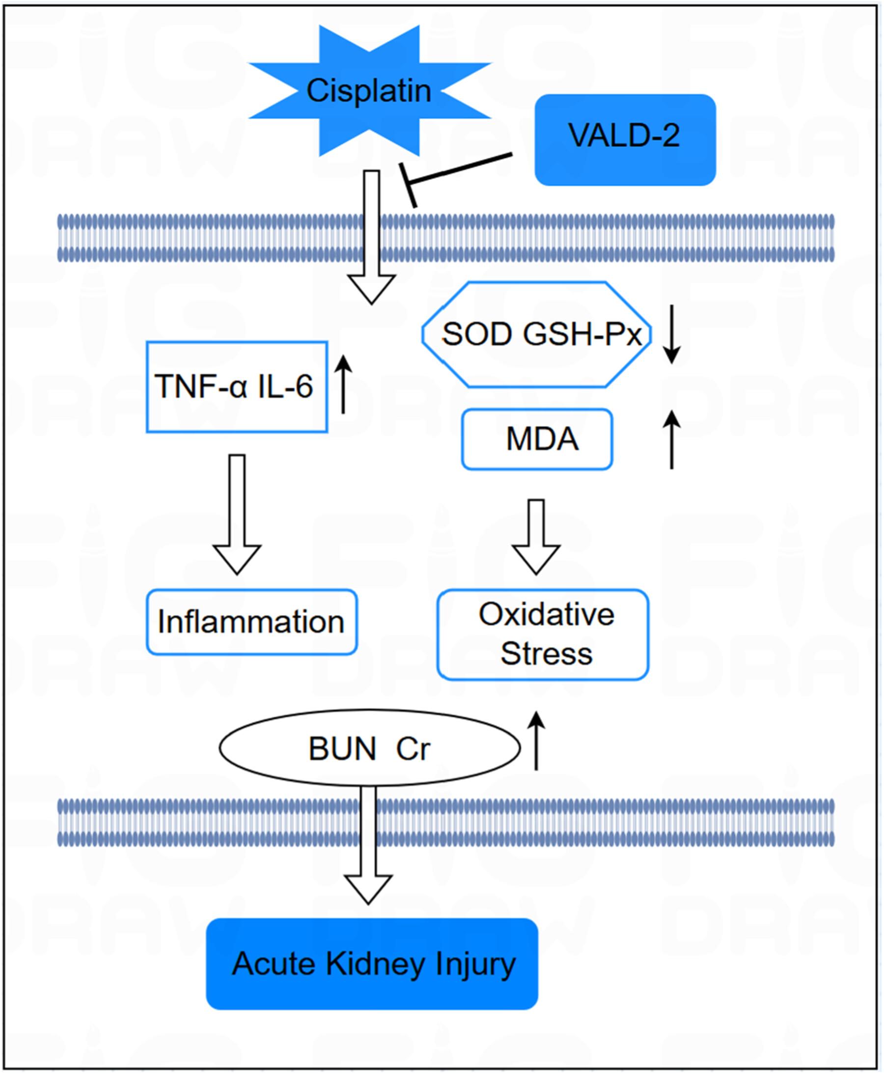 VALD-2 mitigates cisplatin-induced acute kidney injury: Mechanistic insights into oxidative stress modulation and inflammation suppression