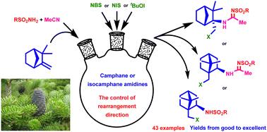 Halosulfonamidation of camphene: chemo and stereoselectivity, rearrangement, solvent interception, heterocyclization†