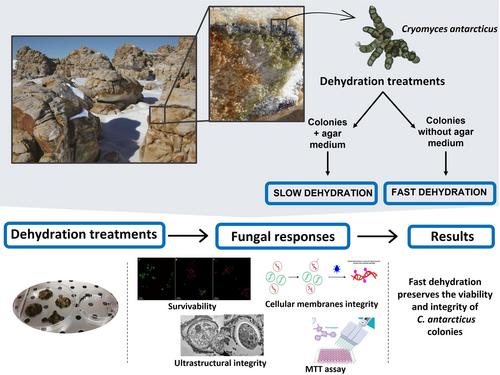 A preliminary survey of the cellular responses of the black fungus Cryomyces antarcticus to long and short-term dehydration