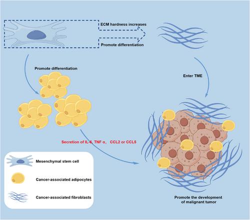 The role of mesenchymal stem cells in cancer and prospects for their use in cancer therapeutics