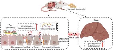 High methionine intake alters gut microbiota and lipid profile and leads to liver steatosis in mice†