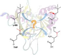 Theoretical investigation of the reaction mechanism of THP oxidative rearrangement catalysed by BBOX†