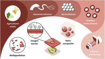 Sustainable food packaging using modified kombucha-derived bacterial cellulose nanofillers in biodegradable polymers†