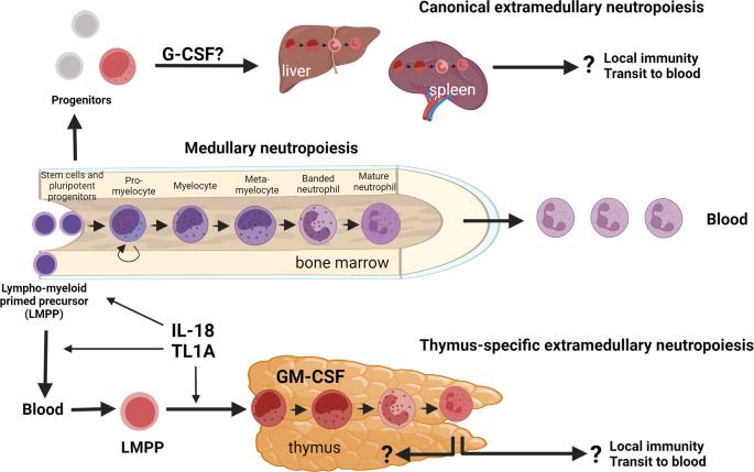 Extramedullary neutrophil progenitors: Quo Vadis?