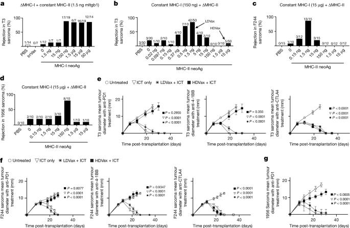 Neoantigen-specific cytotoxic Tr1 CD4 T cells suppress cancer immunotherapy