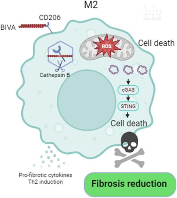 Targeting pro-fibrotic macrophages with bioactive self-assembly peptides to retard kidney fibrosis – know thyself