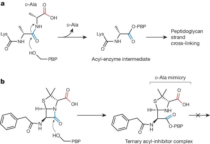 Sophisticated natural products as antibiotics