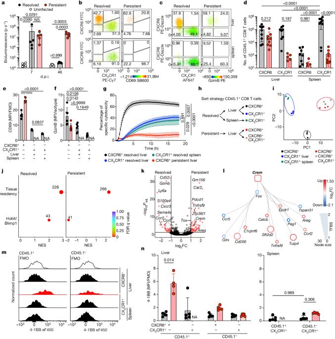 A liver immune rheostat regulates CD8 T cell immunity in chronic HBV infection