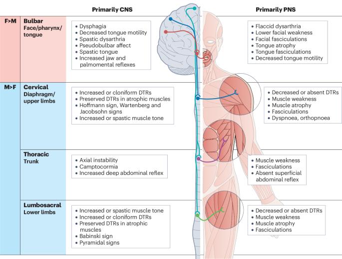 Brain–body mechanisms contribute to sexual dimorphism in amyotrophic lateral sclerosis