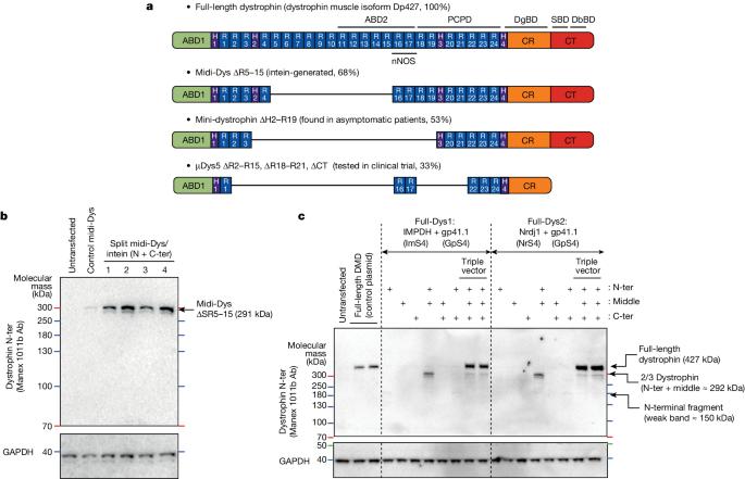 Split intein-mediated protein trans-splicing to express large dystrophins