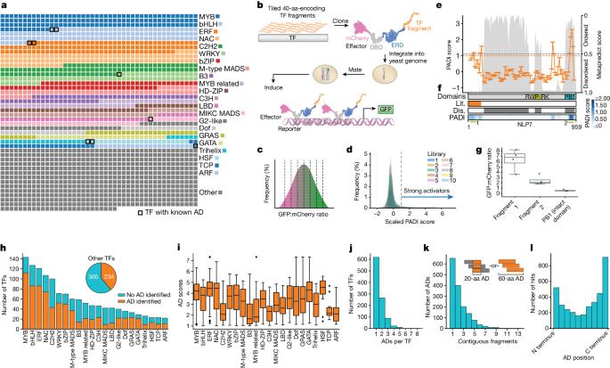 Identification of plant transcriptional activation domains