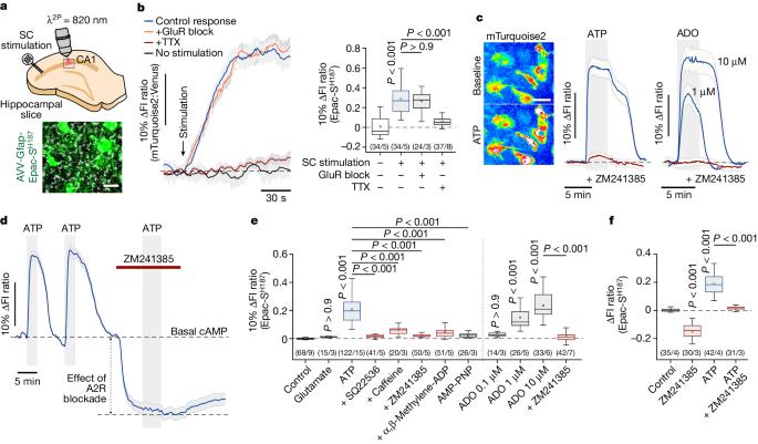 Adenosine signalling to astrocytes coordinates brain metabolism and function