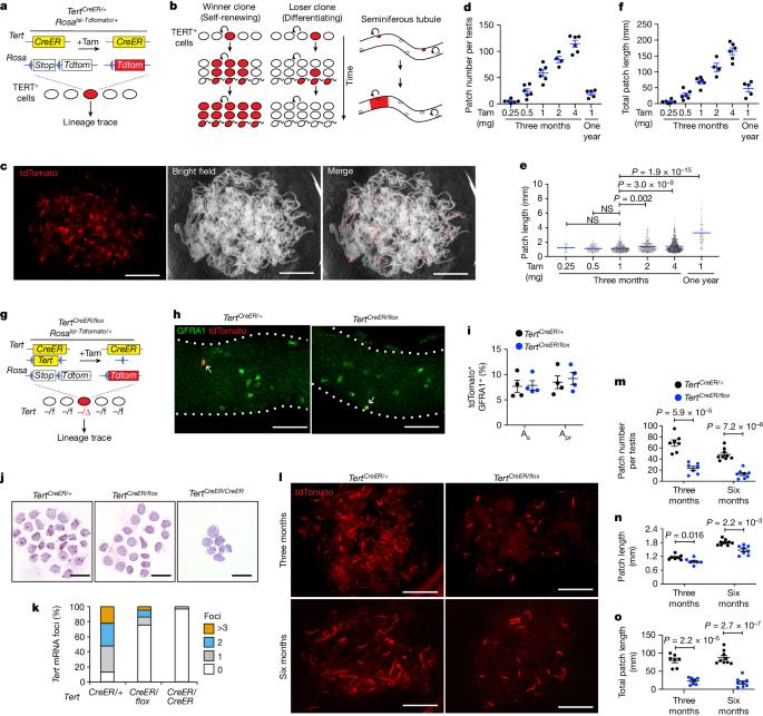 Clonal inactivation of TERT impairs stem cell competition