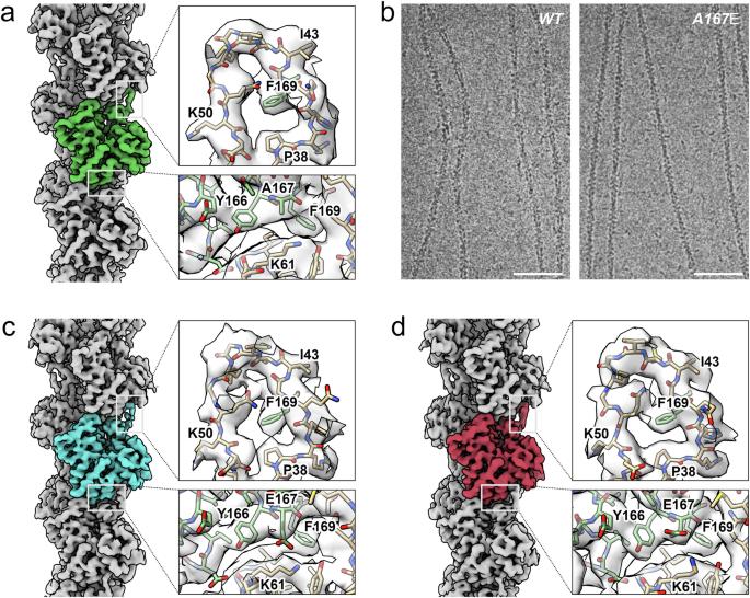 High-resolution yeast actin structures indicate the molecular mechanism of actin filament stiffening by cations