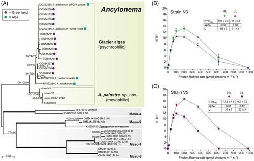 A mesophilic relative of common glacier algae, Ancylonema palustre sp. nov., provides insights into the induction of vacuolar pigments in zygnematophytes