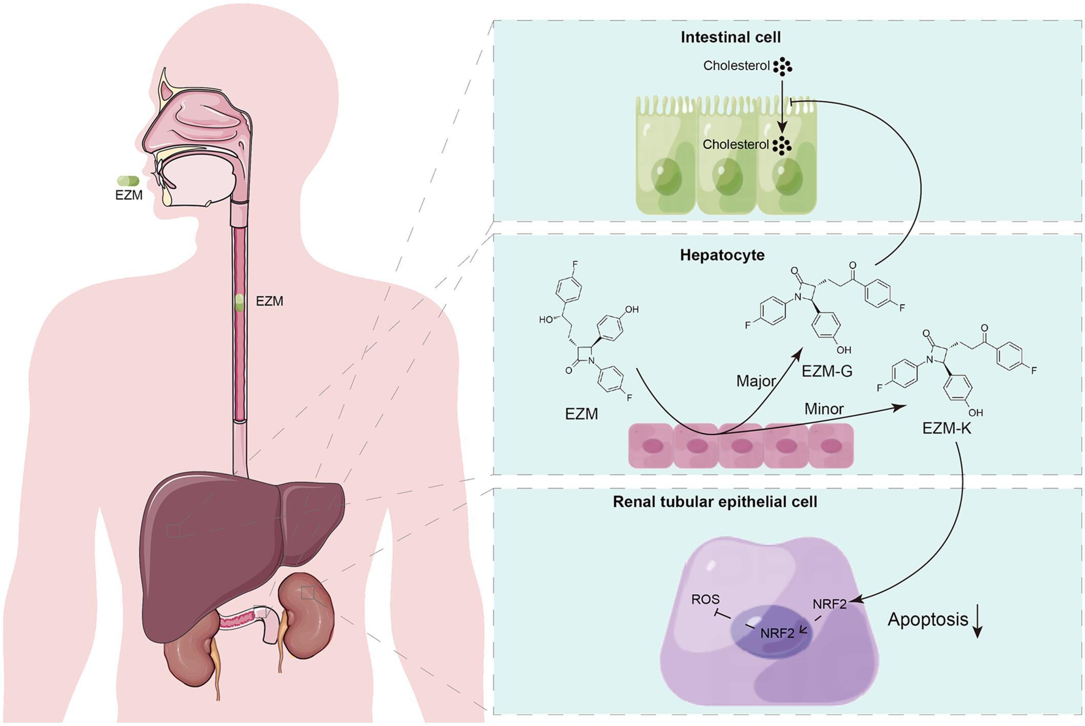 Ezetimibe ketone protects against renal ischemia–reperfusion injury and attenuates oxidative stress via activation of the Nrf2/HO-1 signaling pathway