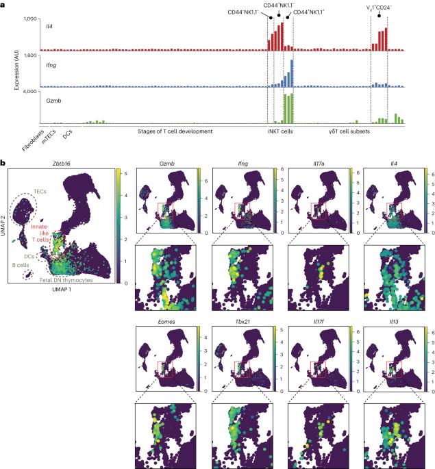 Direct presentation of inflammation-associated self-antigens by thymic innate-like T cells induces elimination of autoreactive CD8+ thymocytes