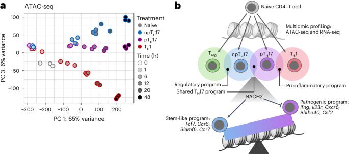 Chromatin state and BACH2 control TH17 cell functional heterogeneity