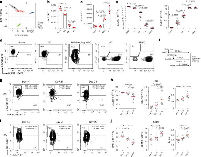 Epigenetic recording of stimulation history reveals BLIMP1–BACH2 balance in determining memory B cell fate upon recall challenge